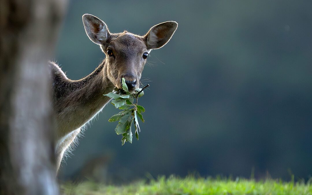 Év Fotói 2025.- a Bakony Fotóklub kiállítása