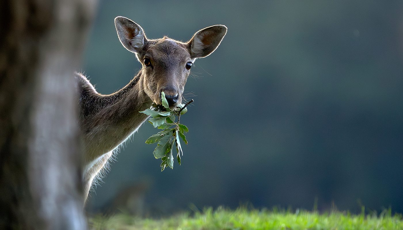 az év fotói az év fotói
